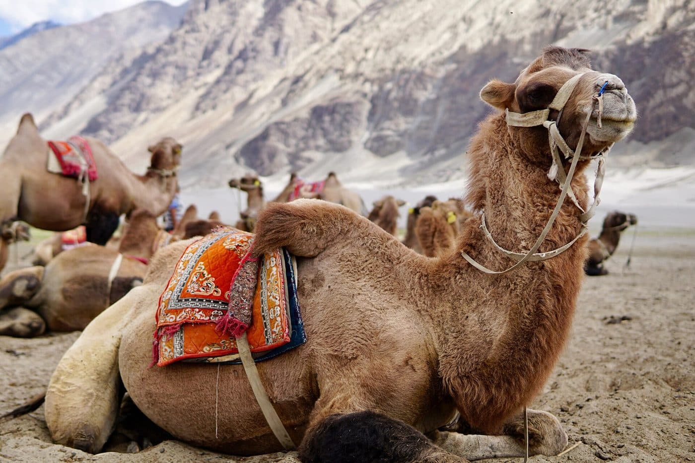Bactrian camels on the Hunder dunes