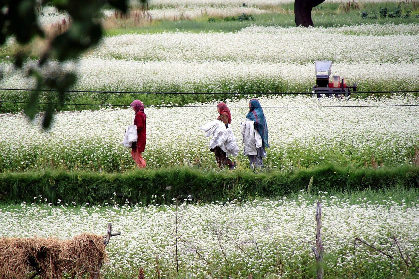 Buckwheat fields around Turtuk