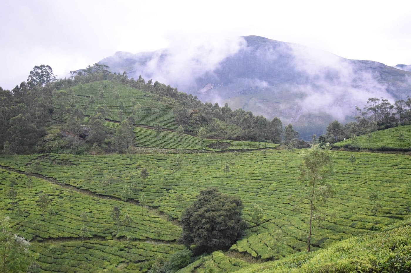 Tea gardens under cloud at Munnar